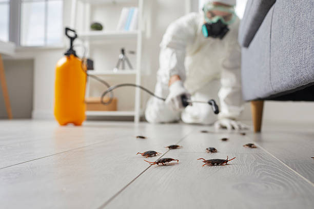 Affordable Termite Control solutions in Homeland, CA